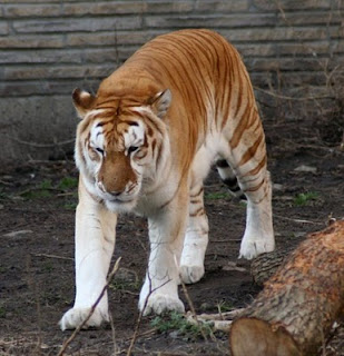 Penampakan Harimau Emas