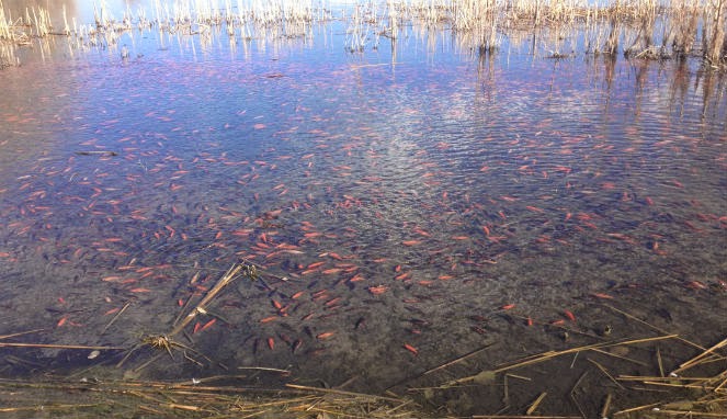 Disana, Ribuan ikan mas malah dianggap hama