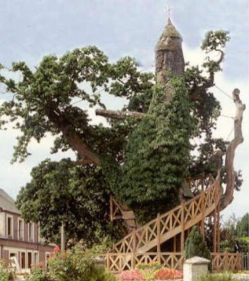 11 Pohon Terunik di Dunia