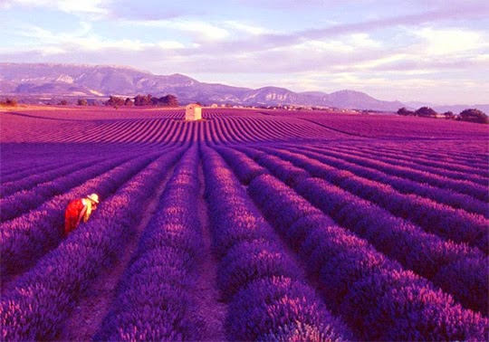 18 Ladang dan Taman Bunga yang Indah di Dunia