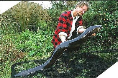 ada-yg-tau-ni-ikan-apa-ga