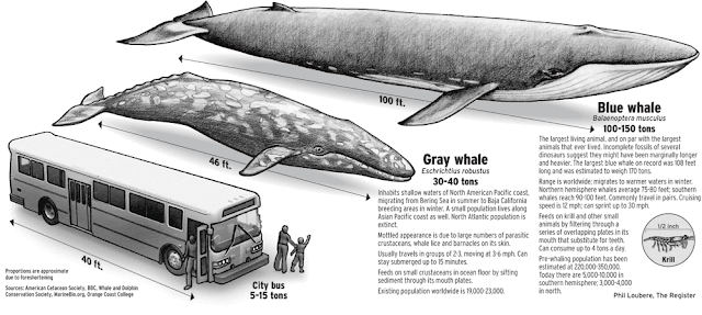Mengenal Paus Biru (Blue Whale)