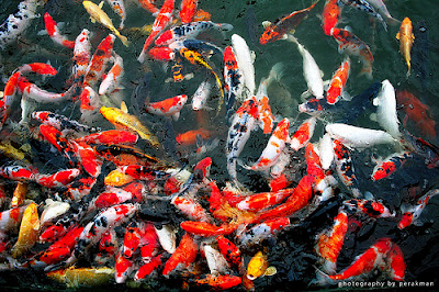 Jual Aneka Koi Unggulan ( Blitar )