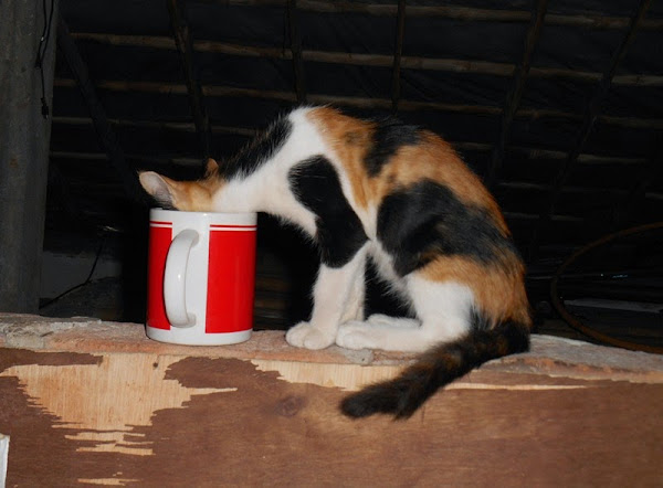 Bagaimana Rasanya Ditinggal Mati Enam Ekor Kucing Peliharaan