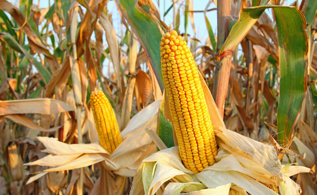 10 Negara Penghasil Jagung Terbesar di Dunia