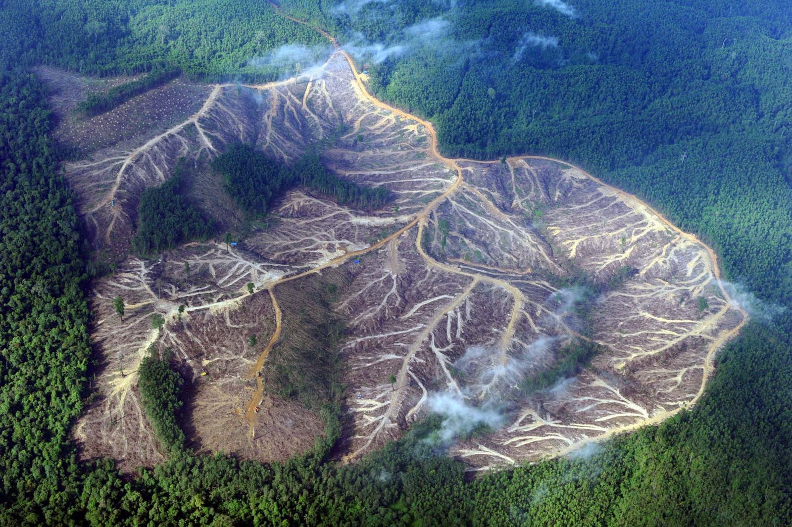 &#91;HOT GAN!&#93; Google Earth Tunjukkan Wajah Menyedihkan Hutan Indonesia