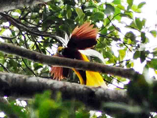 &#91;Surga Di Kampung Barawai&#93; bird of paradise Tanah Air Kita Indonesia :iloveindonesia
