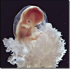 Penasaran!! Foto Perubahan Sperma Menjadi Janin