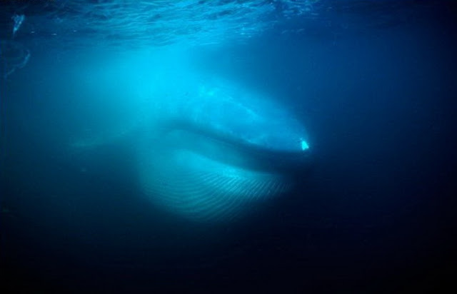 Mengenal Paus Biru (Blue Whale)