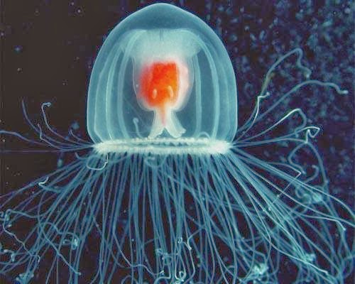 turritopsis-nutricula--ubur-ubur-yang-bisa-hidup-abadi