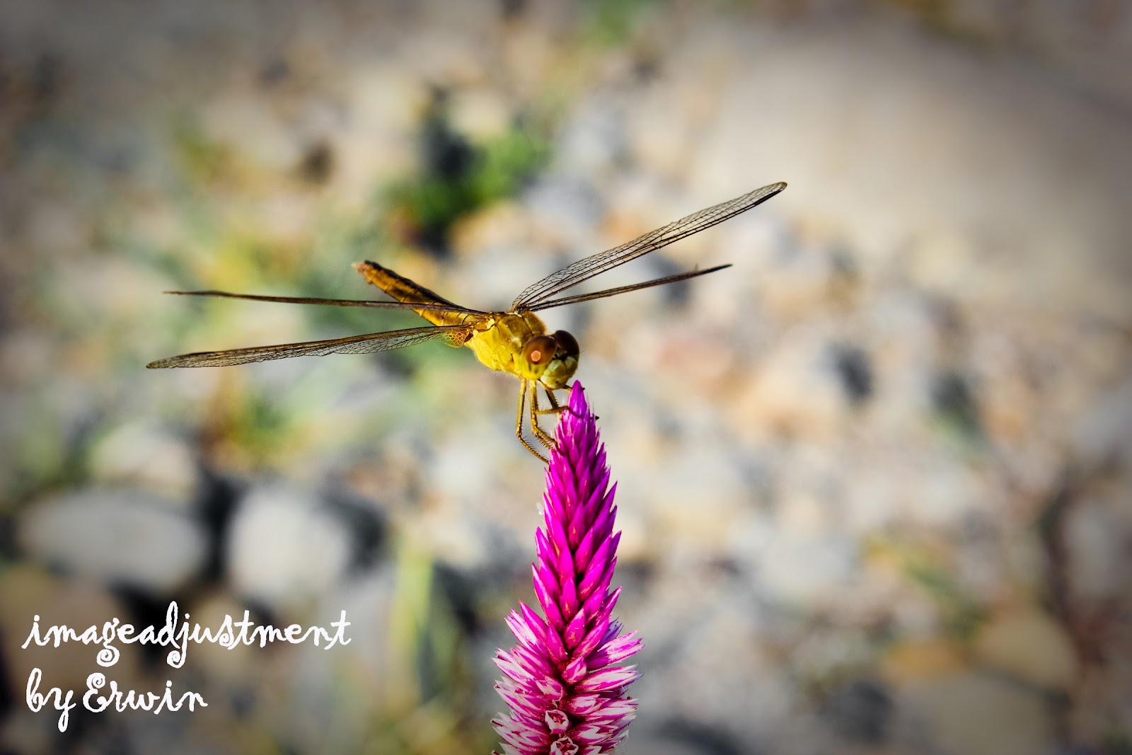 newbie minta komentarnya gan