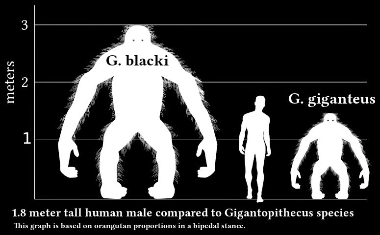 Gigantopithecus - Primata Terbesar yang Pernah Hidup di Bumi 