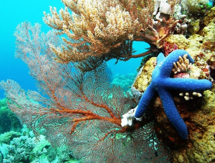 Tempat Wisata Taman Nasional Bunaken Taman Laut Yang Indah