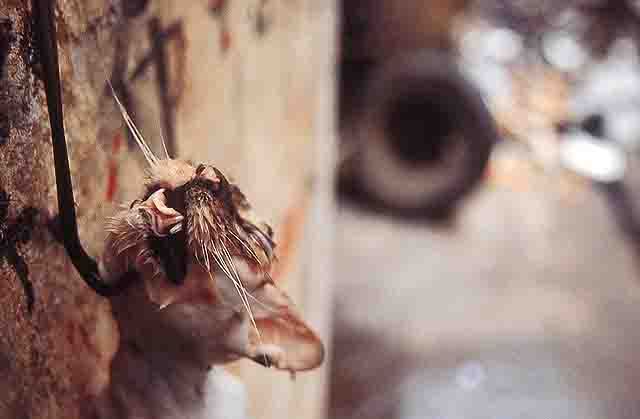 Nasi dan Sup Daging Kucing Dari China &#91; Full Pict &#93;