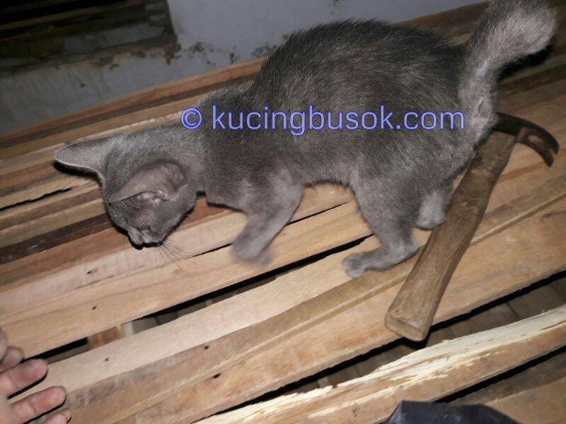 Mengenal Kucing Busok, Kucing Ras Asli Indonesia