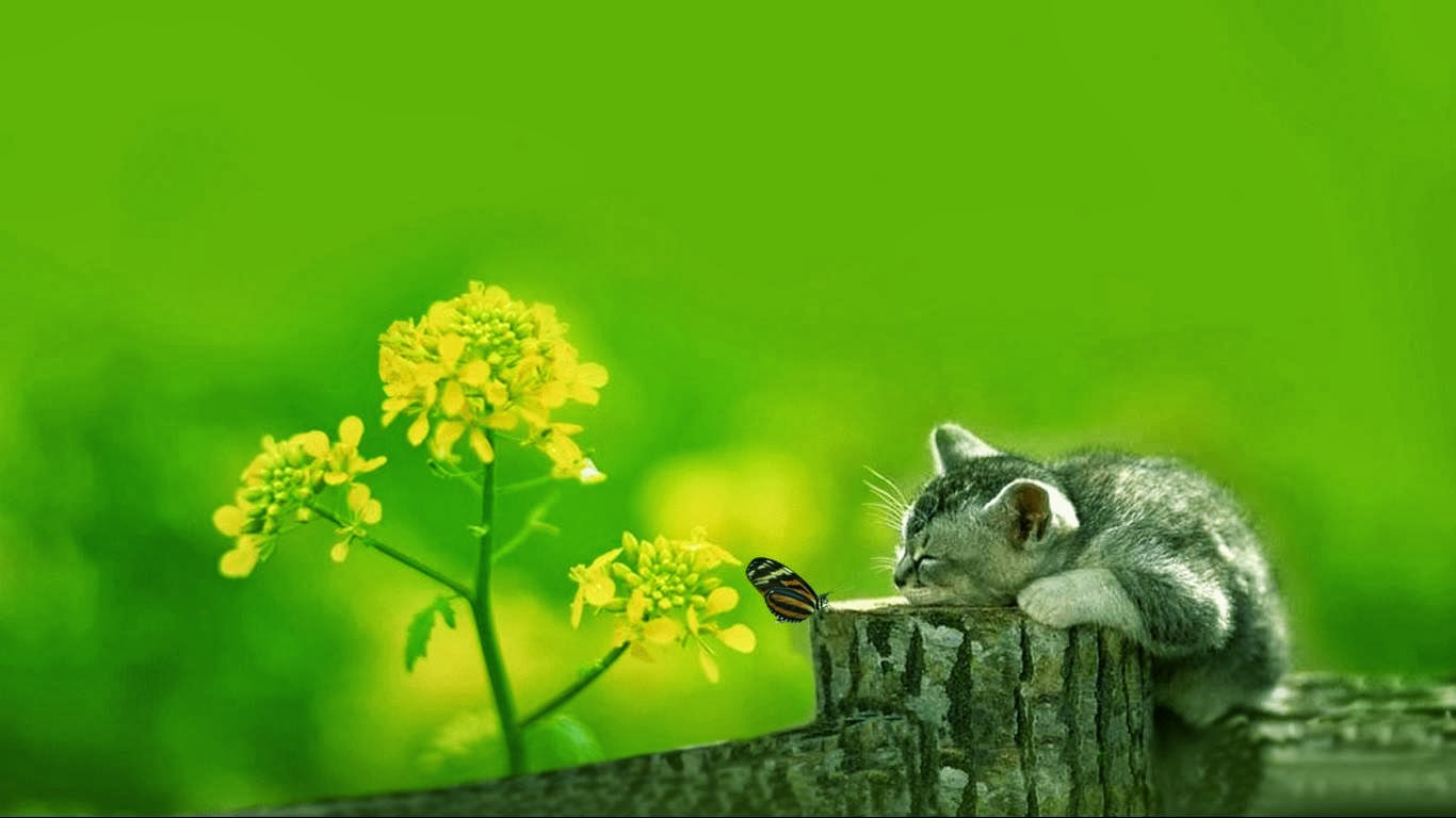 3 Hal Bijak dan Luar Biasa yang Bisa Dipelajari dari Kucing...