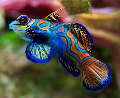 7 Ikan Tercantik Di dunia Keren Gan!