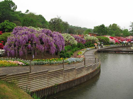 Mengintip Keindahan Taman Bunga Ashikaga di Jepang