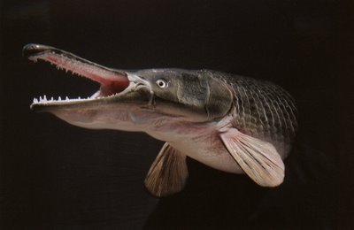 5. IKAN PREDATOR YANG COCOK UNTUK AQUARIUM AGAN &#91;PIC&#93;