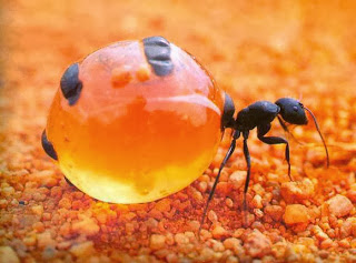 6 Kotoran Hewan yang di Jadikan Makanan dan Minuman