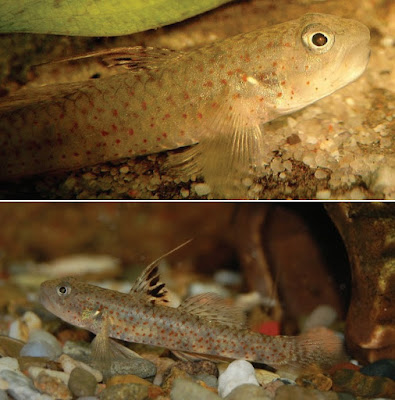 marga-lumbantobing-jadi-nama-spesies-baru-ikan-goby