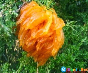 9 Tanaman Terunik dan Teraneh di Dunia