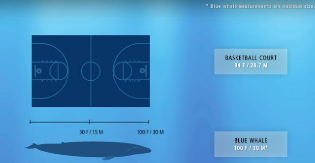 Mengenal Paus Biru (Blue Whale)