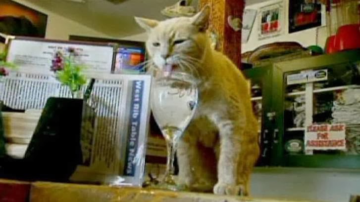 12 Kucing Dengan Profesi Istimewa