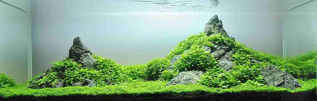 Begini Cara Membuat Aquascape