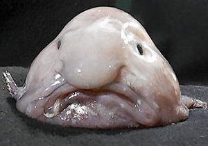Ikan Unik Mirip Squidward Spongebob
