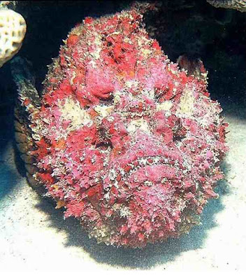5 Hewan Laut Paling Aneh dan Menyeramkan