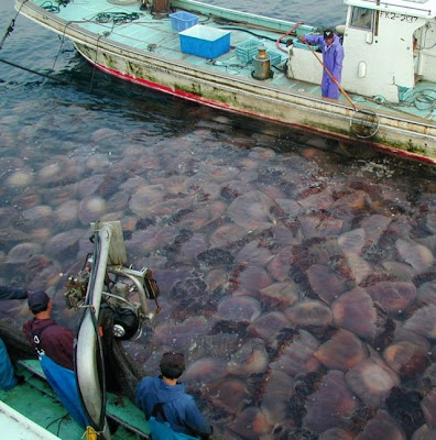 Kawanan Ubur-ubur Seberat 200kg Serbu Perairan Jepang