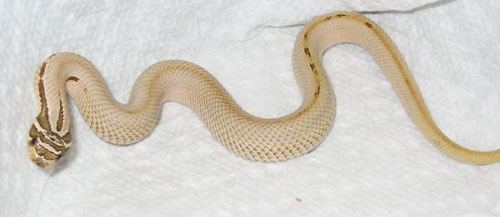 warna-warni-morph-hognose