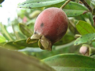 7 Buah Asli Indonesia yang Enak dan Jarang Kita Ketahui