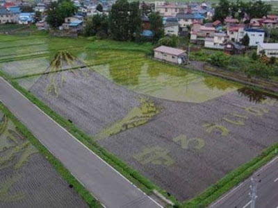 Perbedaan Nasi Jepang dan Nasi Kita