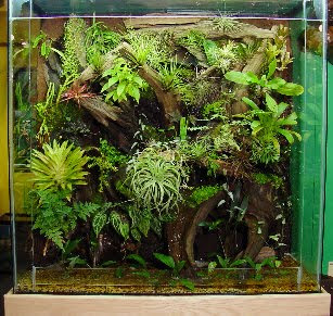 tanaman terrarium (seno dalam kaca)