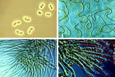 Cyanobacteria, Spesies tertua di bumi gan!!! 