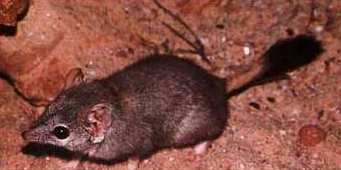 Butiran pasir merah Simpson Desert, Australia