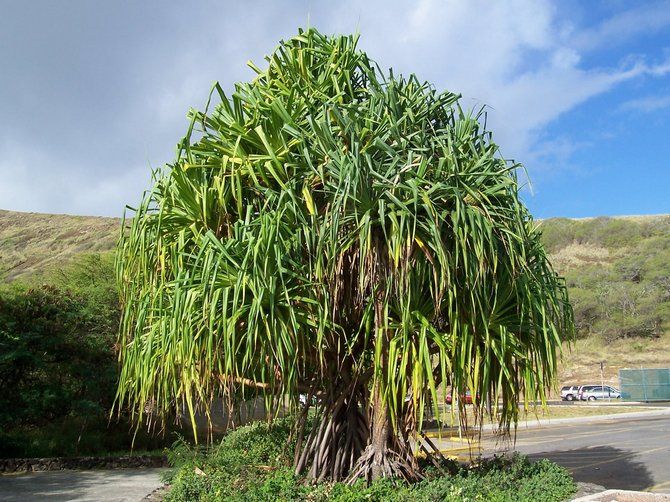 POHON yang BISA BERJALAN...masuk gan ( pic + video )