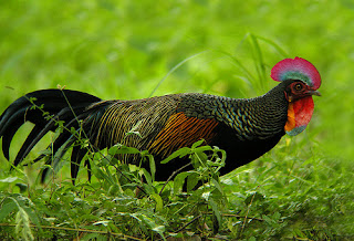 Eksotis! Ayam Lokal Indonesia (Junglefowl)