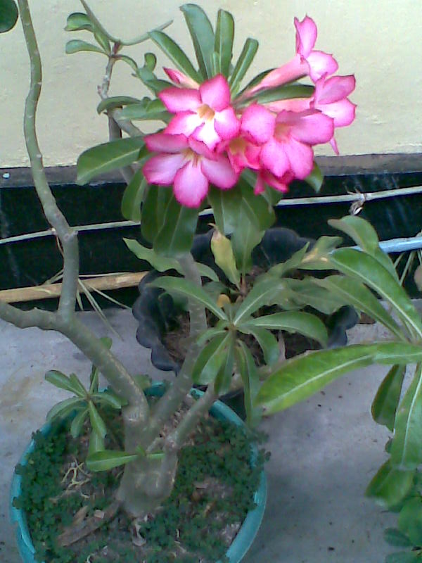 barang-ini-dulu-mahal-sekali