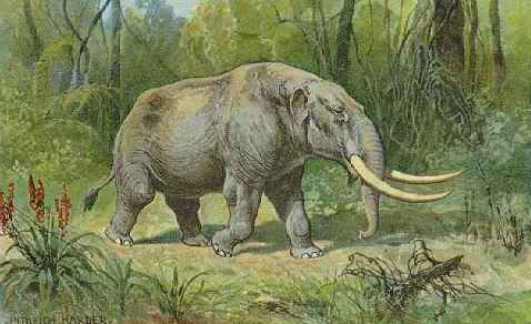 evolusi-gajah-gancekibrooot