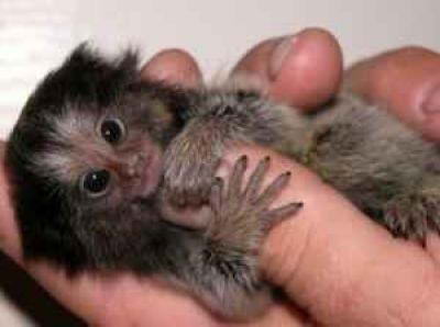 Marmoset, Monyet super Mini yang imut-imut