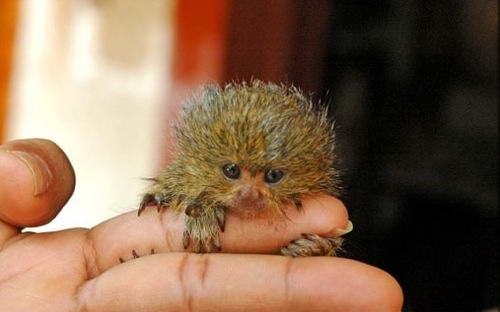 Marmoset, Monyet super Mini yang imut-imut