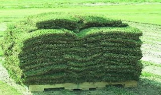 Inilah Proses Pembuatan Rumput Lapangan Bola Kelas Dunia