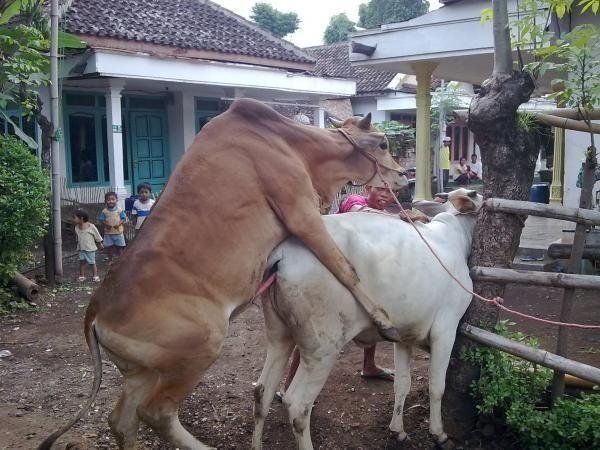 Suami Shock Berat, Saat Malam Pertama Istrinya yang Lugu Minta Gaya Aneh...