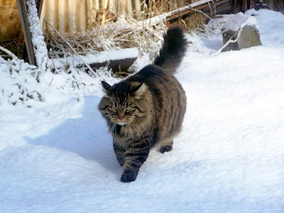 Rupert, Si Kucing Raksasa