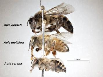 Bergam Jenis Lebah Yang Ada di Indonesia
