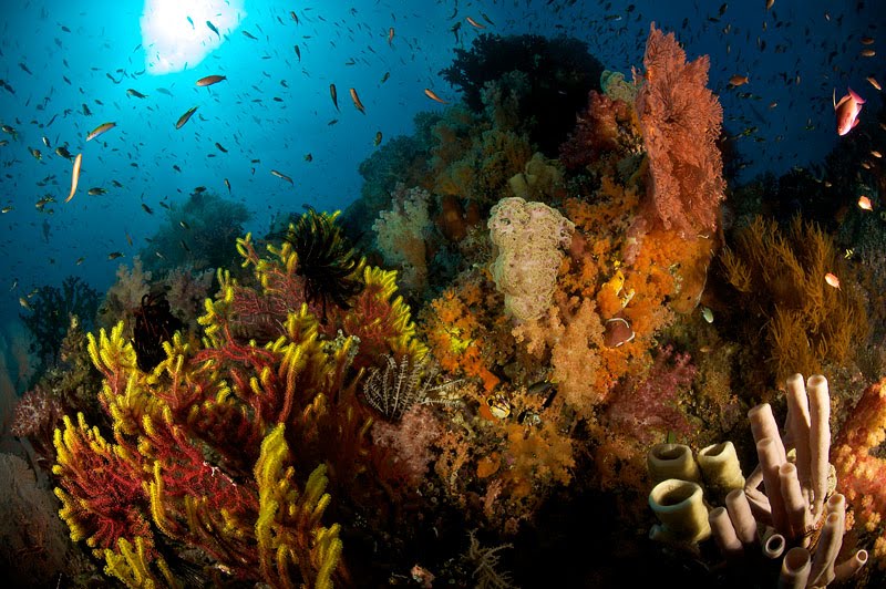 5 Diving Spot Paling Indah Di Indonesia