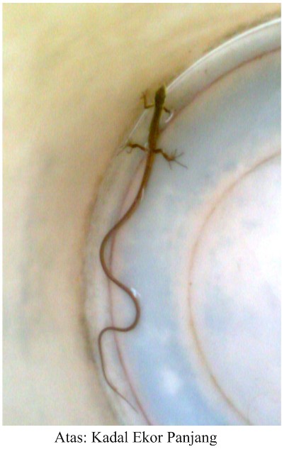 ini-kadal-unik-banget-namanya-apa-yah